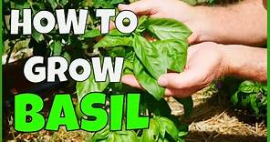 How to Grow Basil (Complete Guide to Harvest)