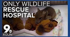 Tucson Wildlife Center is Southern Arizona's only wildlife rescue hospital