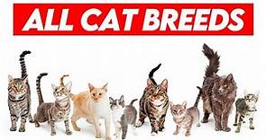 All Cat Breeds A-Z Visual Guide to Feline Diversity
