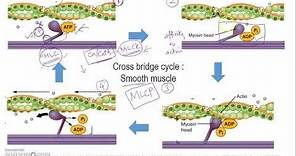 Latch mechanism smooth muscle: Simplified view