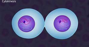 Mitosis and the Cell Cycle Animation