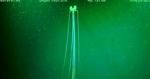 Magnapinna Squid Attack | New ROV Footage 2023 - Deepsea Oddities