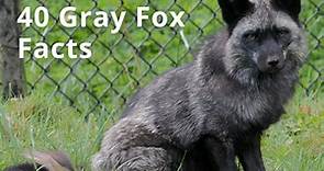 40 Awesome Gray Fox Facts