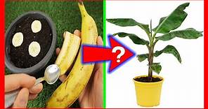 GERMINAR PLÁTANO o banano desde la fruta? Todo lo que debes saber si lo quieres hacer bien
