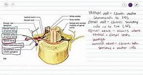 Spinal Nerves