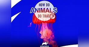 How Do Animals Do That? Season 1 Episode 1 Levitating Lizards and Immortal Jellyfish