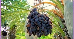 Modern Dates Palm Organic Farming | Dates Palm Harvest Technology | Dates Farm And Processing