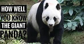 Giant Panda || Description, Characteristics and Facts!