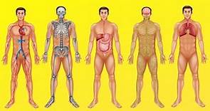 ¿Cómo funciona el cuerpo humano? (Digestión, circulación, respiración y otros sistemas)