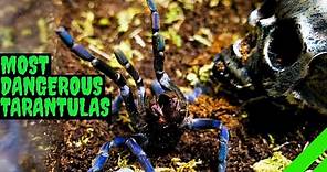 Top 10 Most DANGEROUS Tarantulas!
