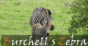 Burchell's Zebra (Equus quagga burchellii) Video & Animal Call | Kruger Park | Stories Of The Kruger