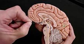 Brain Anatomy Review and Quiz