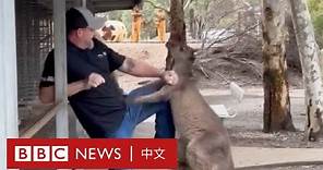 澳大利亞動物園遊客遭袋鼠追趕 － BBC News 中文