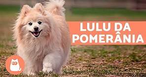 Lulu da Pomerânia - Características e cuidados