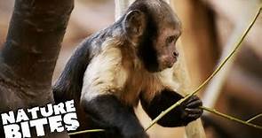 Underdeveloped Capuchin Monkey | Nature Bites