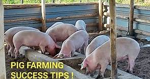 How To Start PROFITABLE PIG Production!