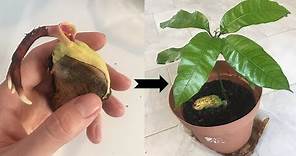 Faire pousser un manguier en 40 jours à partir d’un noyau (Germination/Plantation/Croissance) 🌱🌱