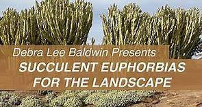 See Big, Beautiful Succulent Euphorbias in Gardens & Landscapes