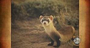 A History of Black-Footed Ferrets