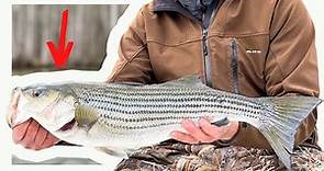 Fishing the Lower Roanoke River for Striped Bass / Rock Fish (50+ Fish Day)