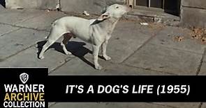 Preview Clip | It's A Dog's Life | Warner Archive