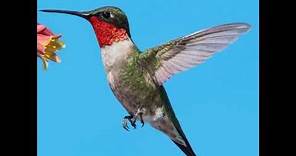 Hummingbirds Live - Nov 11 2023