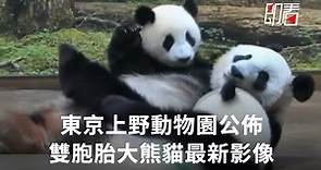 【#即看 東京上野動物園公佈雙胞胎大熊貓最新影像】