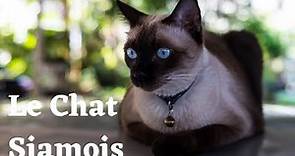 le Chat Siamois - découvrez tout sur ce chat