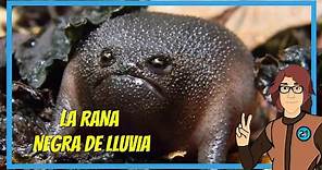 La Rana Negra de LLuvia Africana (Breviceps Fuscus) 🐸