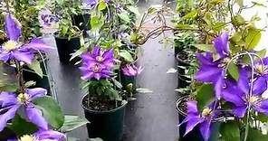 Best Flowering Vines - Clematis Daniel Deronda