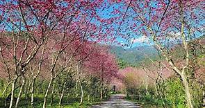宜蘭免費賞櫻景點！達漾咖啡莊園藏有3000櫻花林　粉色花海現在正美 | ETtoday旅遊雲 | ETtoday新聞雲