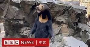 中國杭州動物園「類人」馬來熊走紅－ BBC News 中文