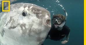 Strange Sunfish and Hope for the Ocean | National Geographic