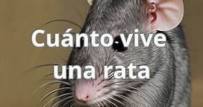 Descubriendo la Vida de las Ratas: ¿Cuánto Tiempo Viven?