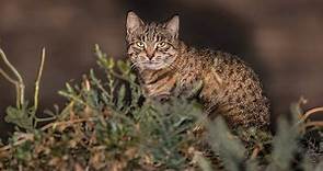 Meet the WILD cats who live in Russian forests and steppes (PHOTOS)