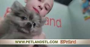 🐾 Discover The Perfect Puppy at Petland ❣️#petlandstl