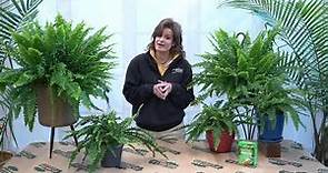 How to Care for a Boston Fern ENGLISH GARDENS