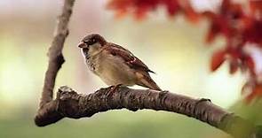 20 min de SONIDOS RELAJANTES de PAJAROS Cantando: el Canto de las Aves, la Naturaleza y el Bosque 🕊