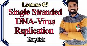Lecture 05: Single Stranded DNA virus Replication in Host cell. ENGLISH