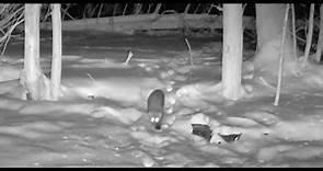 Upstate NY Trail Camera - A Rare Encounter!- Winter 2022