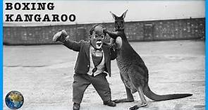 The Dark History of Boxing Kangaroos