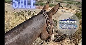 2022 AUCTION LIVE ~ Chrome in the Canyon Premier Mule Sale