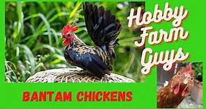 A Beginners Guide To Bantam Chicken Breeds