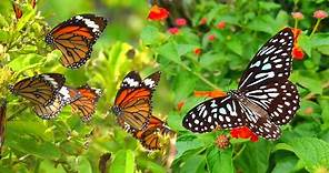 Lots of Butterfly Flying in Flowers Garden | How Butterflies Pollinate Flowers.