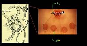 Phylum Platyhelminthes | Animal kingdom | Biology | Khan Academy
