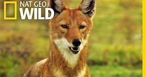 Go on a Journey with an Ethiopian Wolf Family | Nat Geo Wild