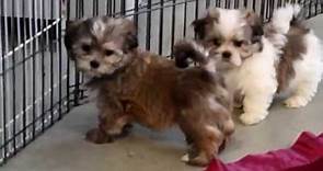 Malshi Puppies for Sale