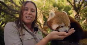Learn all about Red Pandas