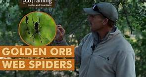 Golden Orb Web Spiders | Insectlopedia