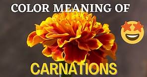 What Do the Colors of Carnation Flowers Symbolize? | Carnation Flowers Colors Meaning